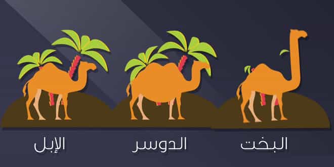 Top 5 Unusual Facts About Language (Spoken In Saudi Arabic)